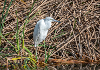 Wall Mural - Little Blue Heron