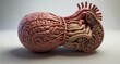  Anatomical model of a human brain and heart