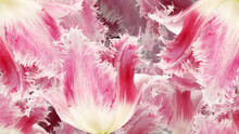 Сlose Up Of Pink Tulip Petals, Abstract Natural Floral Background