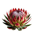 Protea image isolated on a transparent background PNG photo
