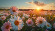 © muza - Meadow with lots of white and pink spring daisy flowers in sunny day.