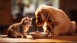 Puppy and kitten eating dry food on the table, isolated on background