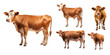 Collection of cow isolated on a white background as transparent PNG
