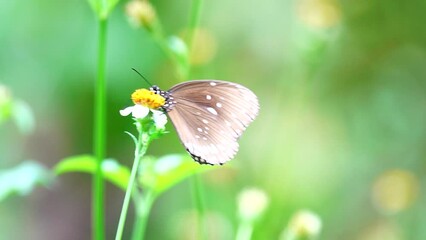 Wall Mural - Thai butterfly in garden garden s