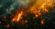 Forest Fires Ravaging the Rainforest in an Era of Global Climate Change