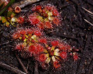 Wall Mural - Plants of the beautiful pygmy sundew (Drosera pulchella), in natural habitat, Southwest Western Australia