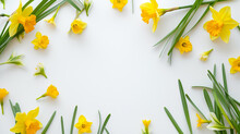 Spring Narcissus Daffodil Flowers On White Background
