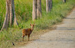 © Shantanav - Male hog deer at Kaziranga National Park, Assam, India