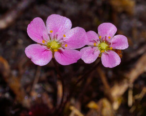 Wall Mural - Pink flowers of the beautiful pygmy sundew (Drosera pulchella), in natural habitat, Southwest Western Australia