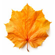 top down view of pumpkin autumn leaf laid horizontally, white background.