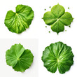 top down view of watermelon leaf laid horizontally, white background.