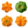 top down view of pumpkin leaf laid horizontally, white background.