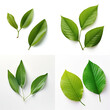 top down view of 2 young leaves laid horizontally, white background,