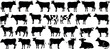 Cow silhouettes in diverse positions, ideal for farm, dairy, beef advertisements and educational graphics. Black cows figures on white background, versatile for various contexts