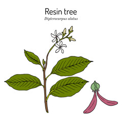 Resin tree (Dipterocarpus alatus), medicinal plant