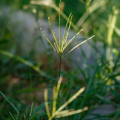 Wall Mural - Pigweed or palmate grass ( lat. Cynodon dactylon ) is a herbaceous plant