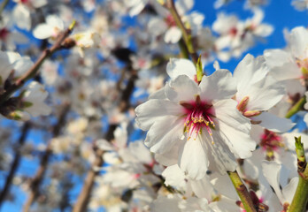 Wall Mural - beautiful branches of a blooming almond tree in early spring