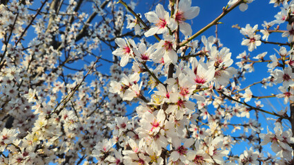 Wall Mural - Beautiful branches of a blooming almond tree against the blue sky in early spring