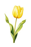 Fototapeta Tulipany - Single Yellow Tulip Illustration on White Background