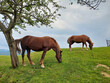 Two brown horses in the meadow
