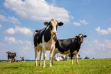 Fototapeta Do pokoju - Troupeau de vaches laitières noir et blanche en pleine nature au printemps.