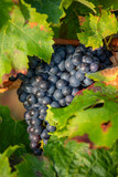Fototapeta Do pokoju - Cèpe de vigne et raisin noir en grappe dans un vignoble à l'automne.