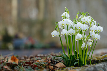 Wall Mural - group of spring snowflakes (leucojum vernum). space for your text.