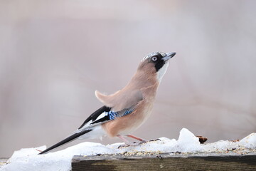 Sticker - The Eurasian jay (Garrulus glandarius) is a species of passerine bird in the crow family Corvidae. This photo was taken in Honshu, Japan.