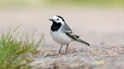 Wall Mural - white wagtail on a branch