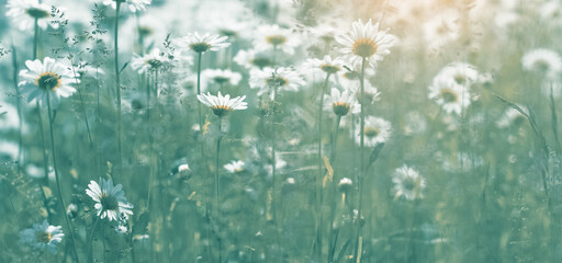 Wall Mural - camomile field. beautiful flower art banner. selective focus.