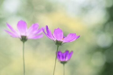 Wall Mural - purple cosmos flowers outdoors, green blurred background. side view, selective focus.