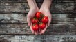 Fresh tomatoes in hands on a wooden background. Harvesting tomatoes. Top view