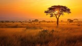 Fototapeta Sawanna - Grassland In Golden Sunset