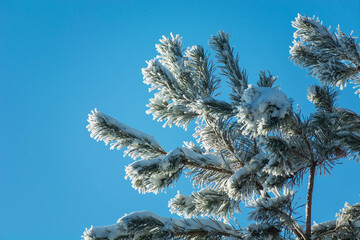 Wall Mural - Hoarfrost and snow on coniferous tree branches against blue sky background, December view