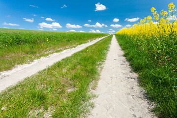 Wall Mural - A dirt road next to a yellow rapeseed field and white clouds on the blue sky