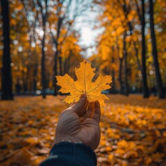 Sticker - beauty of a seasonal forest during autumn, a woman's hand delicately holds a vibrant bouquet of maple leaves. Each leaf, adorned in hues of yellow, orange, and red