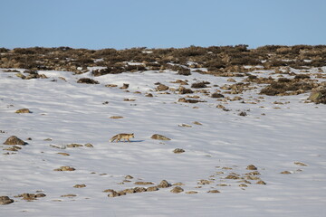 Wall Mural - fox looking for food in the snow.