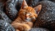 Mały pomarańczowy kociak śpiący na wierzchu kołdry.