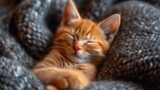 Fototapeta Kuchnia - Mały pomarańczowy kociak śpiący na wierzchu kołdry.