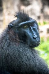 Wall Mural - The Celebes crested macaque (Macaca nigra), also known as the crested black macaque, Sulawesi crested macaque, or the black ape