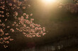 黄金の光と河津桜