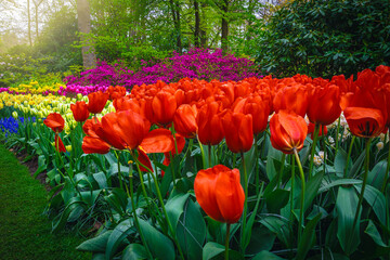 Wall Mural - Flower bed with various colorful spring flowers, Netherlands