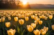 The landscape of tulip blooms in a field