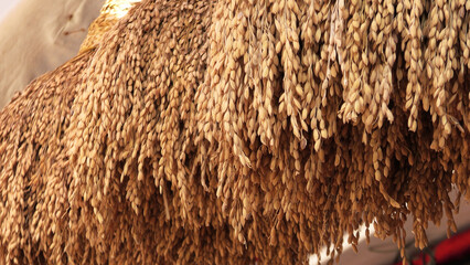 Traditional Indian home decoration with paddy sheaves