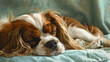 © Welle Photos - a Cavalier King Charles Spaniel's coat