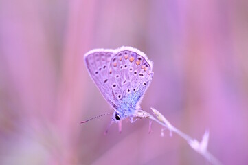 Sticker - A small butterfly on a purple background. Fabulous nature.