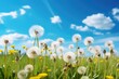 Beautiful field of dandelions with blue sky background. Perfect for spring or nature concepts