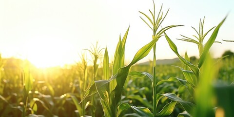 Poster - A beautiful corn field with the sun setting in the background. Perfect for agricultural concepts