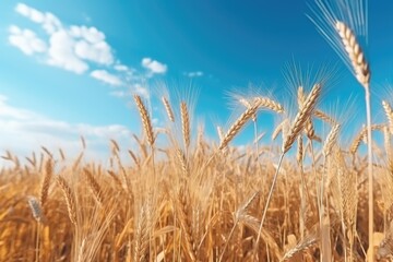 Poster - Beautiful field of wheat with clear blue sky background. Perfect for agriculture or nature concepts