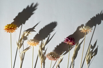 Wall Mural - Dry flowers on white backdrop with hard light and dark shadows. 